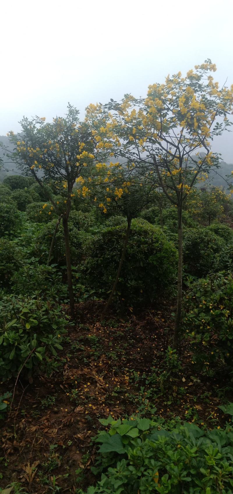 黄花槐，自家苗圃的货，现场看苗，量大从优。