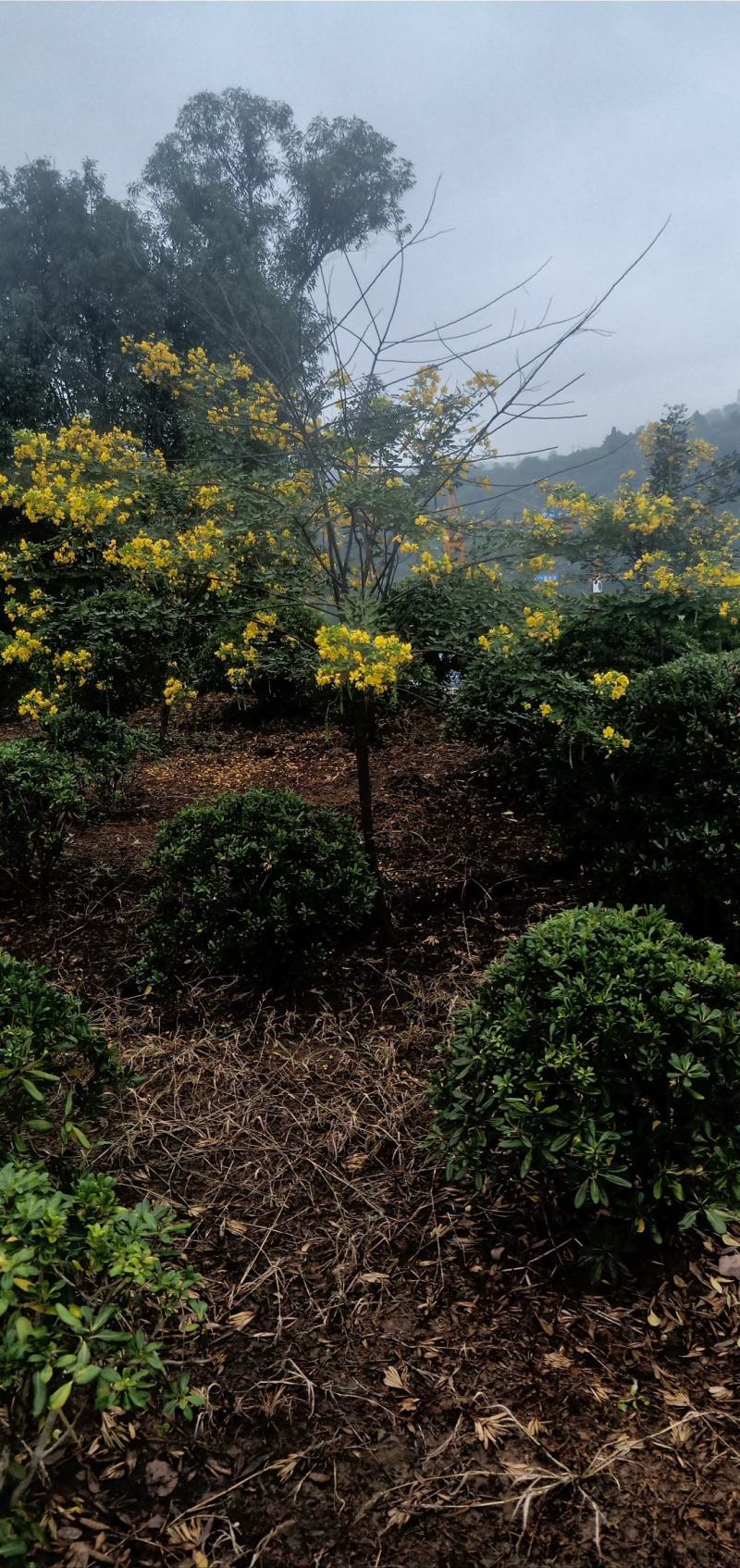 黄花槐，自家苗圃的货，现场看苗，量大从优。