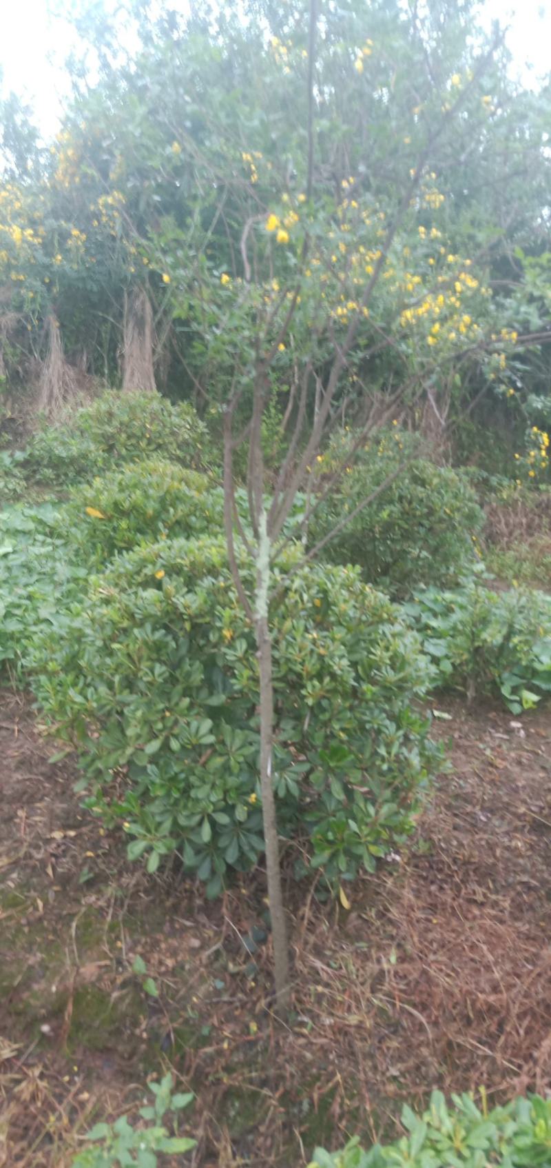 黄花槐，自家苗圃的货，现场看苗，量大从优。