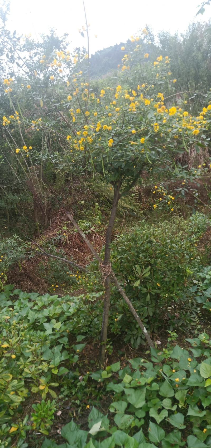 黄花槐，自家苗圃的货，现场看苗，量大从优。