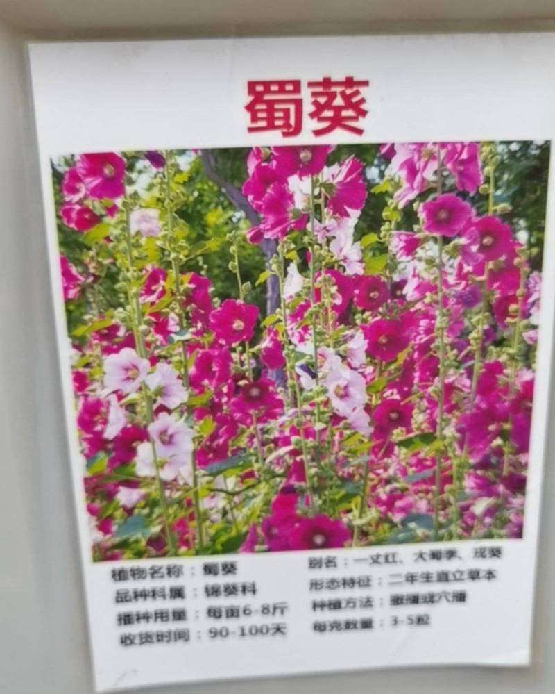 重瓣蜀葵花种子盆栽花苗一丈红易活易种室外阳台春天播种花种