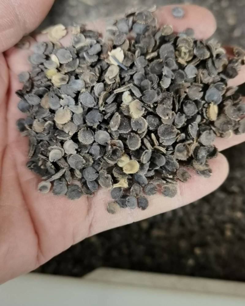 重瓣蜀葵花种子盆栽花苗一丈红易活易种室外阳台春天播种花种