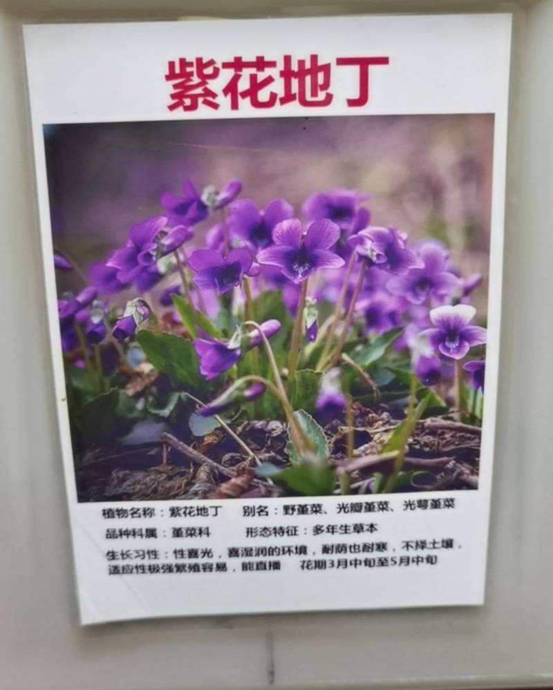 紫花地丁种子耐寒耐荫地被庭院景观绿化种子龙胆地丁