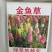 金鱼草种子多年生室内阳台庭院盆栽花卉种子花籽易种