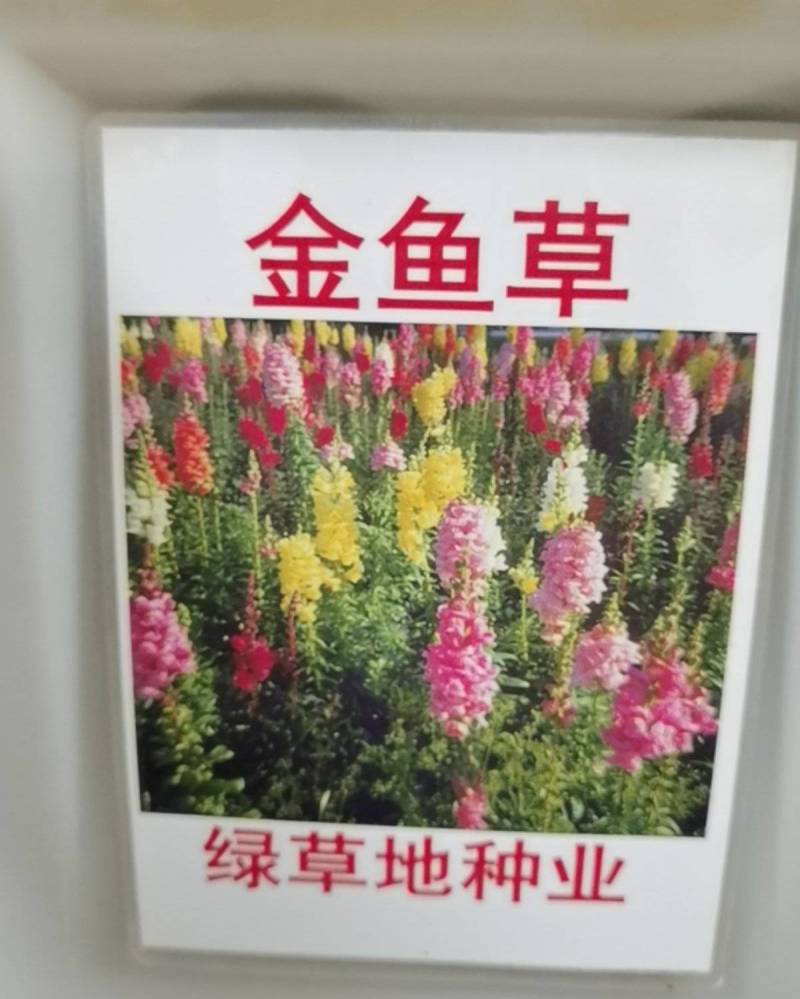 金鱼草种子多年生室内阳台庭院盆栽花卉种子花籽易种