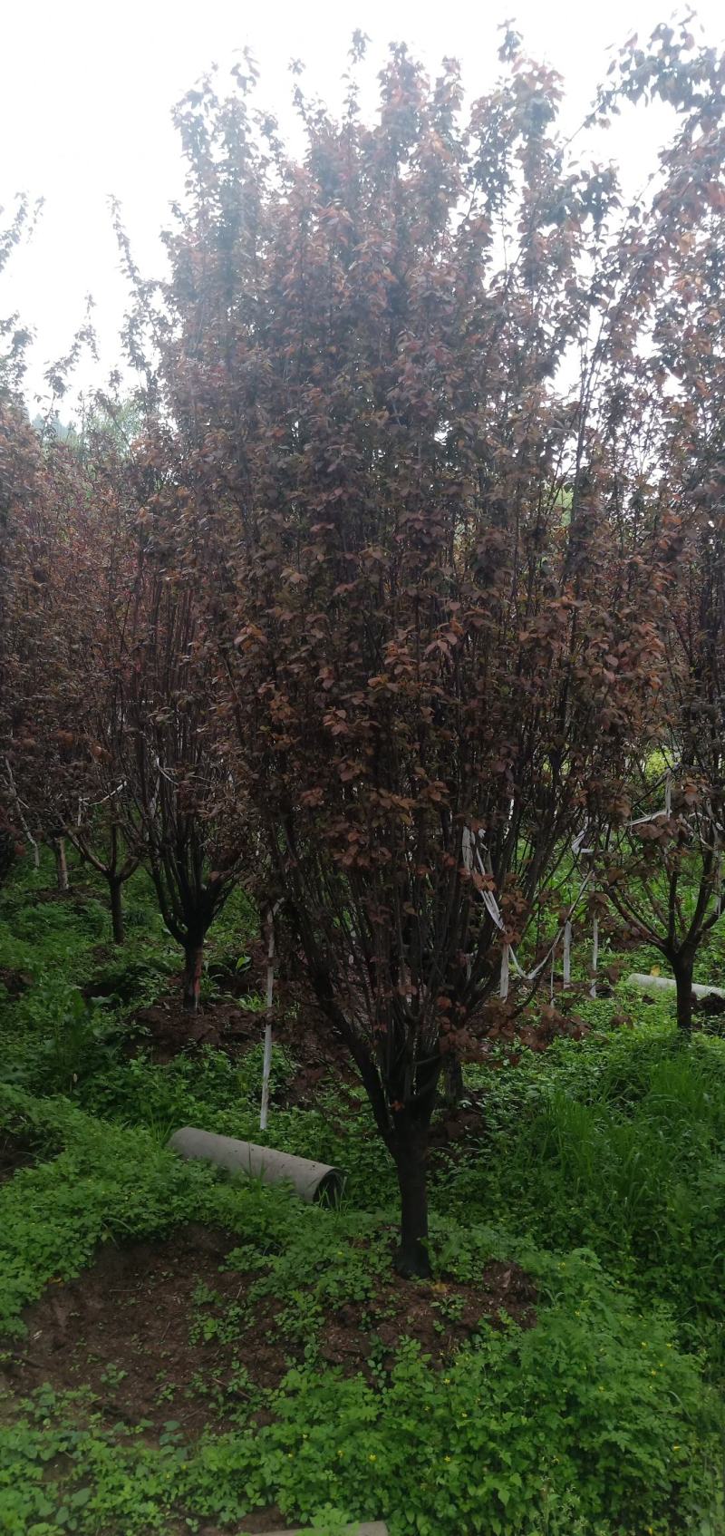 红叶李，自家苗圃的货源，现场看树，规格齐全，量大从优。
