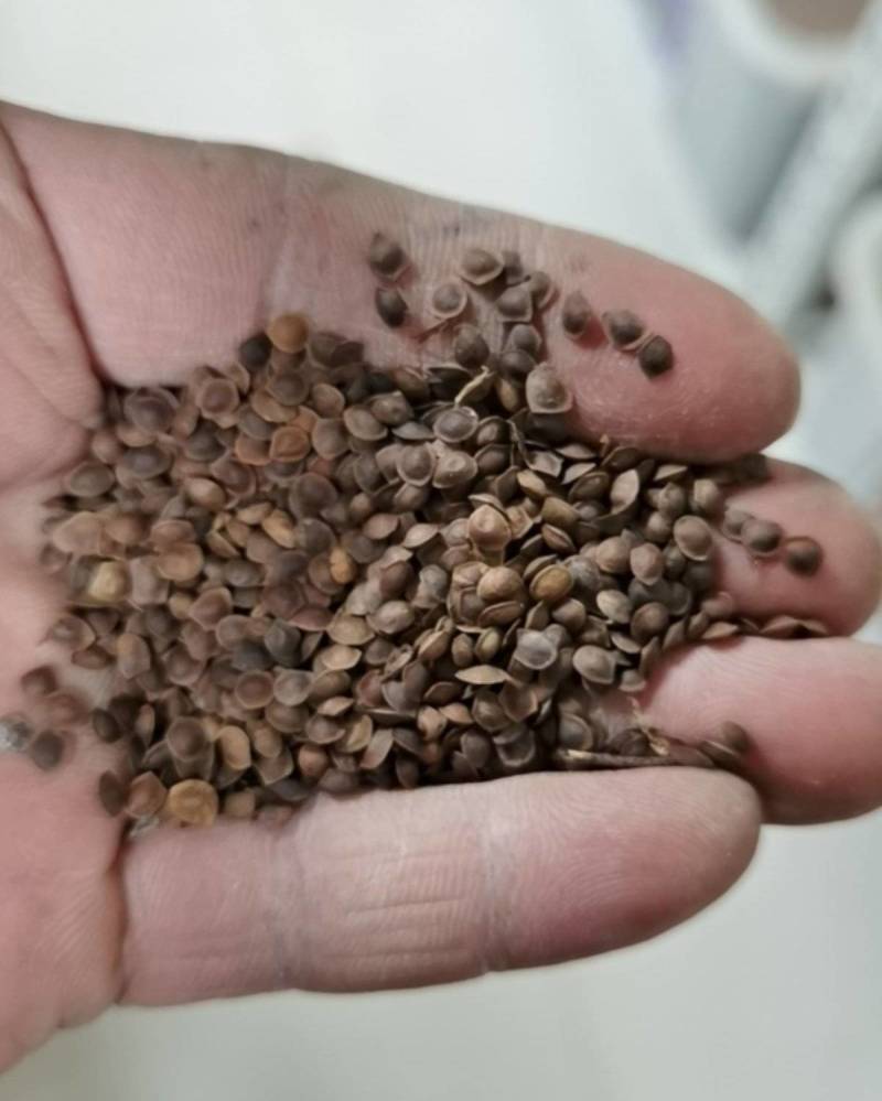 四季批发含羞草种子种籽小盆栽植物室内绿植草籽草种