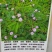 四季批发含羞草种子种籽小盆栽植物室内绿植草籽草种