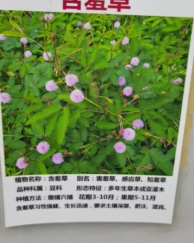 四季批发含羞草种子种籽小盆栽植物室内绿植草籽草种