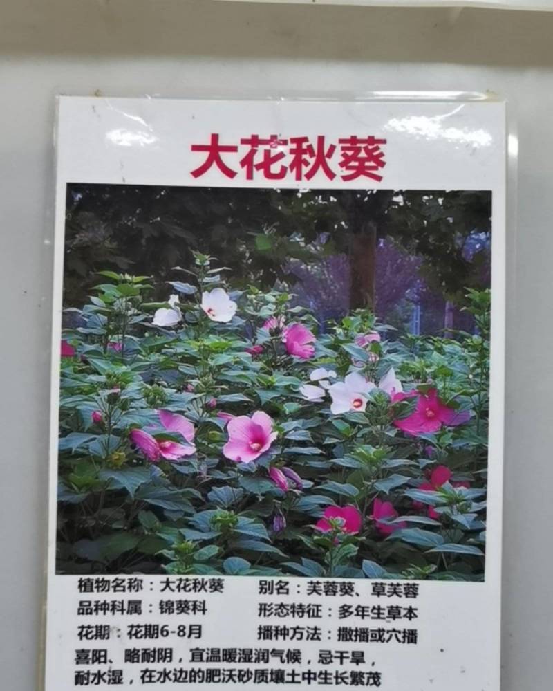 芙蓉葵种子新采大花秋葵种子草芙蓉四季种耐寒耐阴多年生宿根