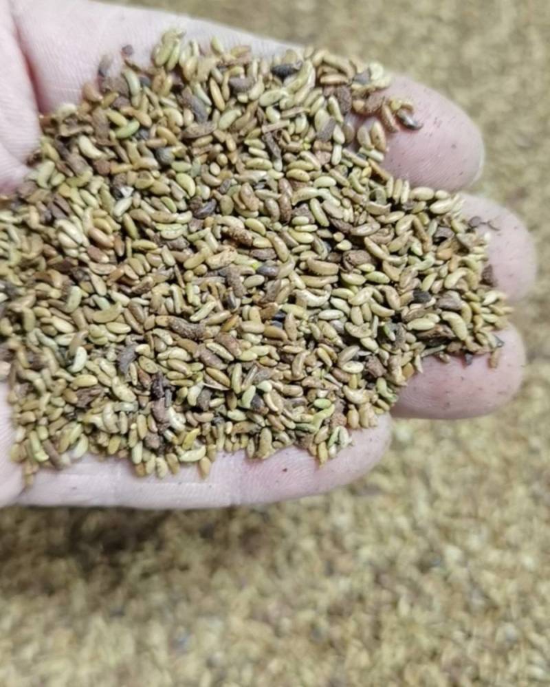 工程护坡灌木种子胡枝子紫穗槐小冠花荆条猪屎豆银合欢绿化草