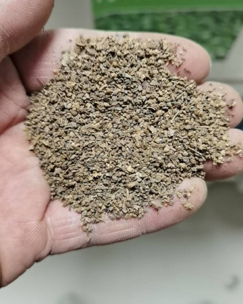 红地肤种子绿地肤花种子扫帚苗孔雀松景观花海庭院草