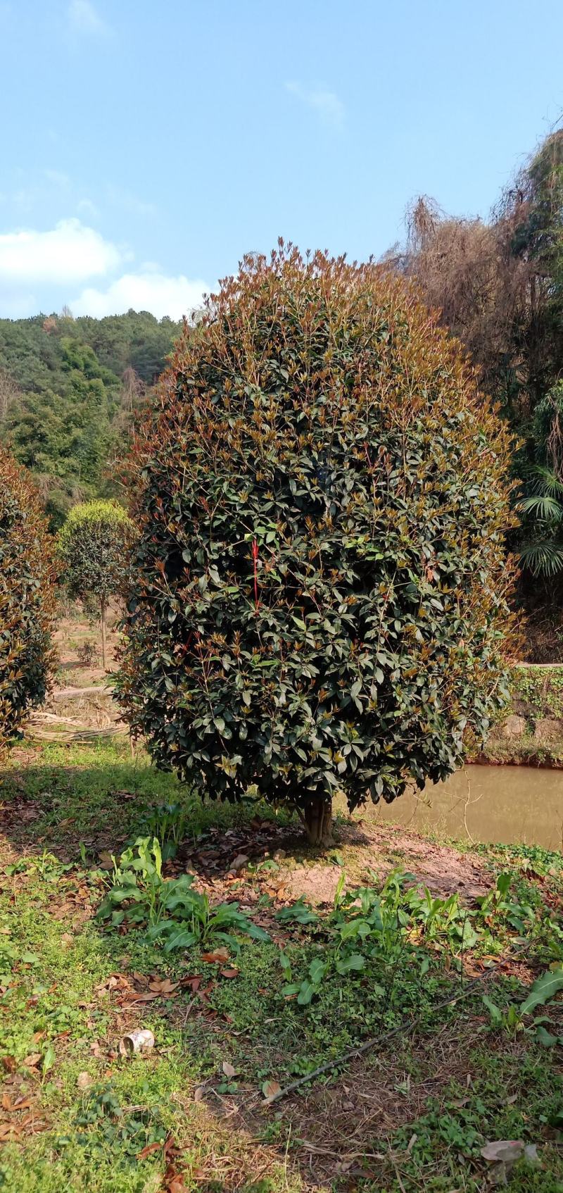 桂花球，苗圃的货源，现场看苗，挑选打号，量大从优