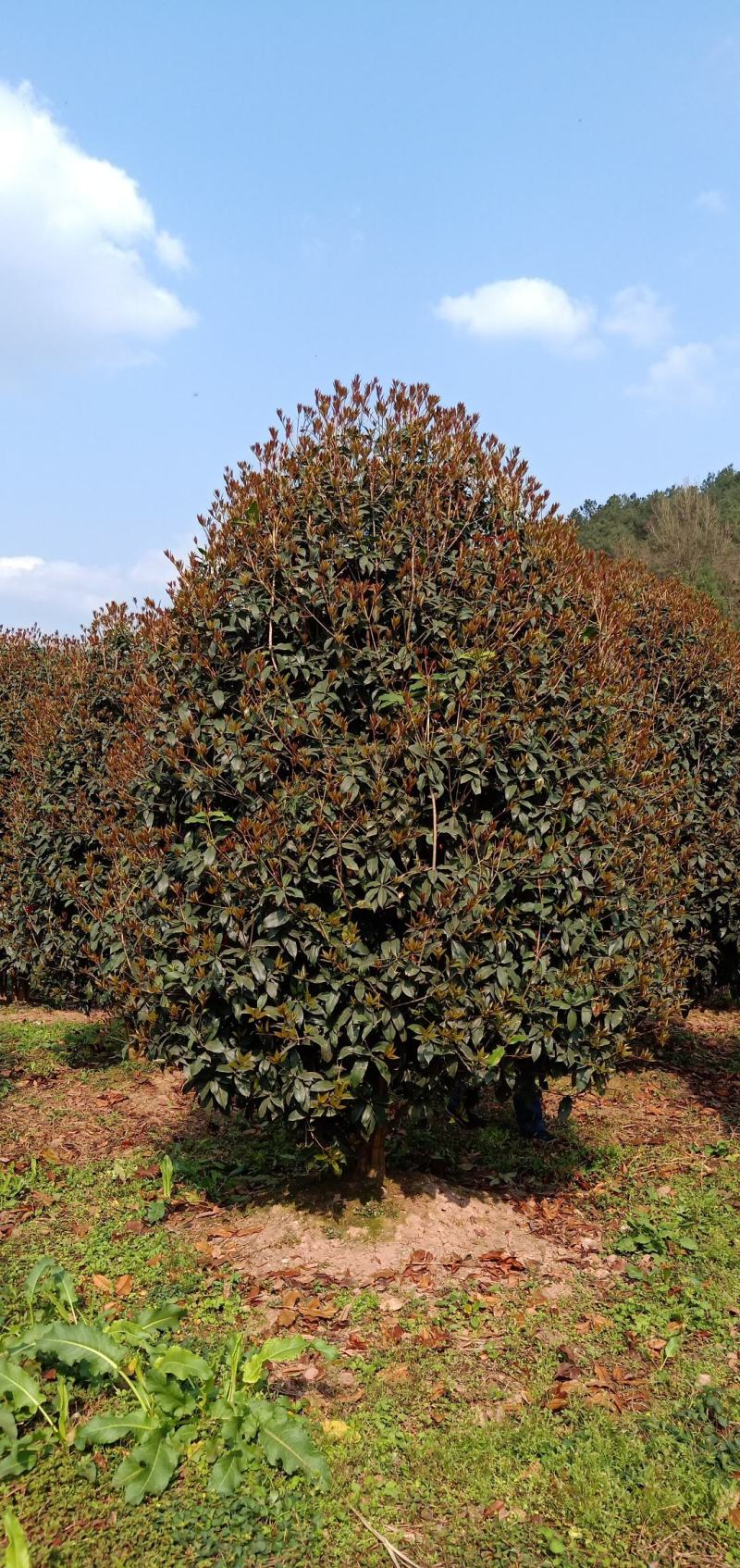 桂花球，苗圃的货源，现场看苗，挑选打号，量大从优