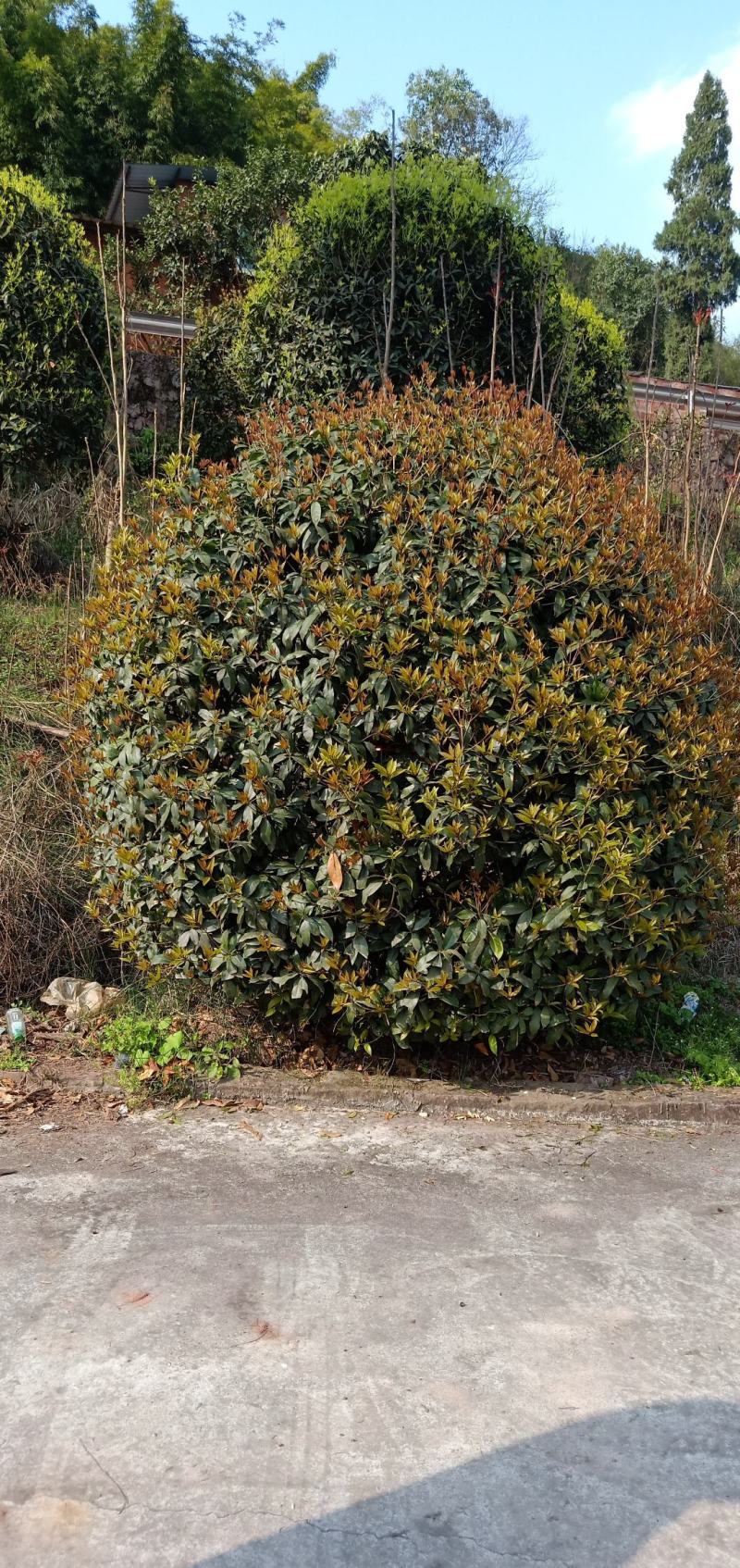 桂花球，苗圃的货源，现场看苗，挑选打号，量大从优