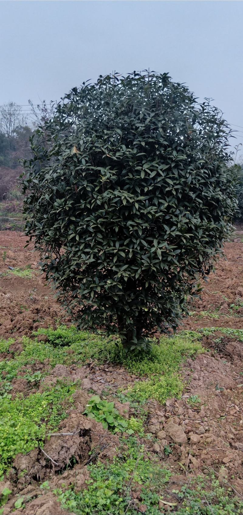 桂花球，苗圃的货源，现场看苗，挑选打号，量大从优