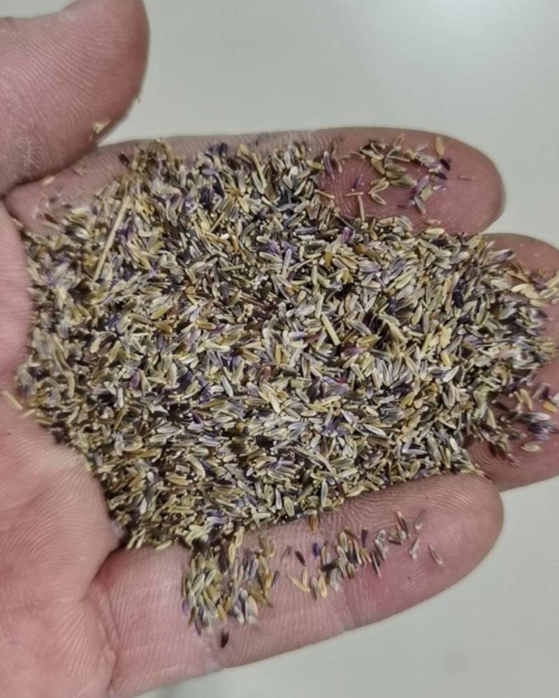 多年生花籽宿根种子花庭院花草子荷兰菊耐寒花种喜阴花卉植物