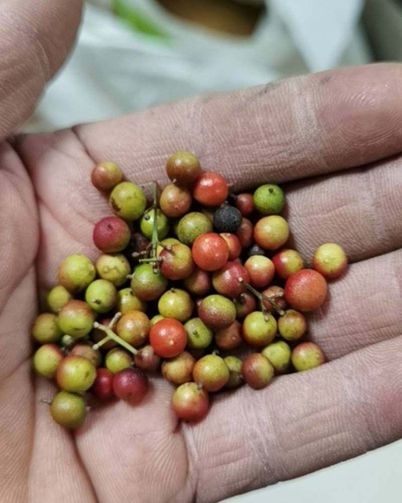 红天竺种子南天竹种籽火焰红南天竹彩色绿篱种子庭院绿化观叶