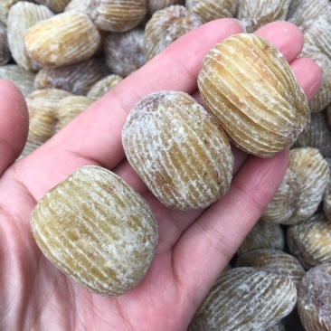 蜜枣甜新货品像颜色漂亮质量口感好