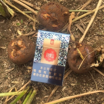 乐昌马蹄种植大户，实力供货，量大从优，多种规格！