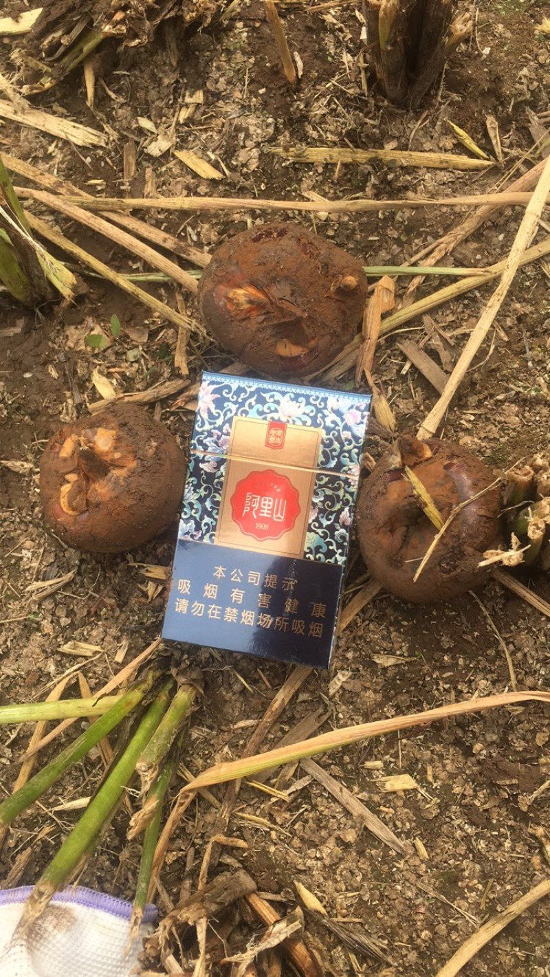 乐昌马蹄种植大户，实力供货，量大从优，多种规格！