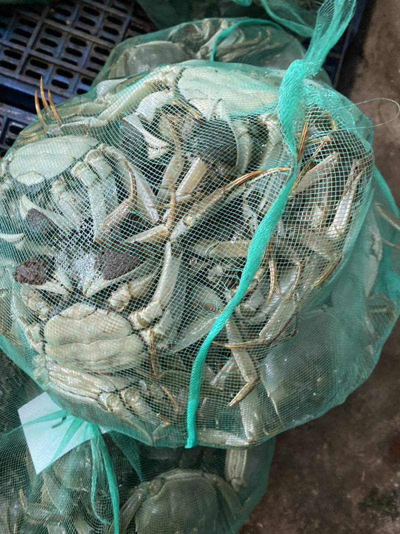 洪湖市精品清水大闸蟹，一手货源，死蟹包赔，可混批
