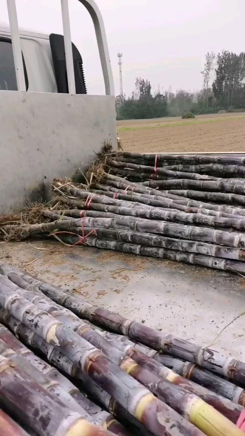 河南省商丘市黑皮甘蔗大量供货中，有需要的请老板提前