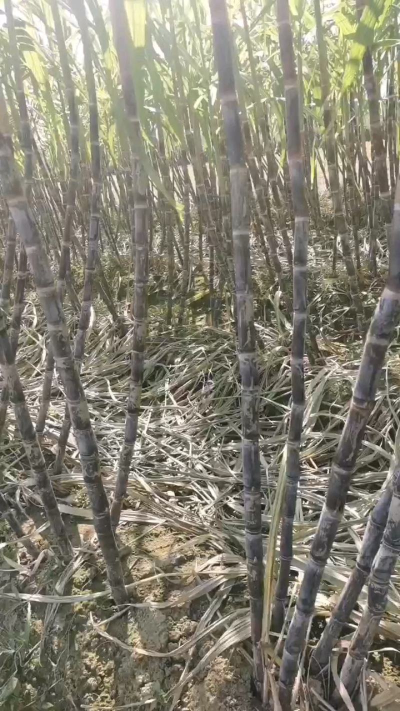 河南省商丘市黑皮甘蔗大量供货中，有需要的请老板提前