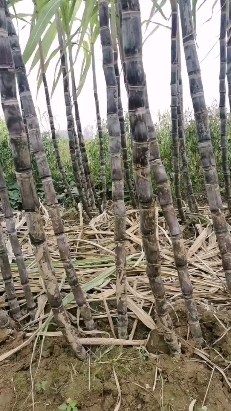 河南省商丘市黑皮甘蔗大量供货中，有需要的请老板提前