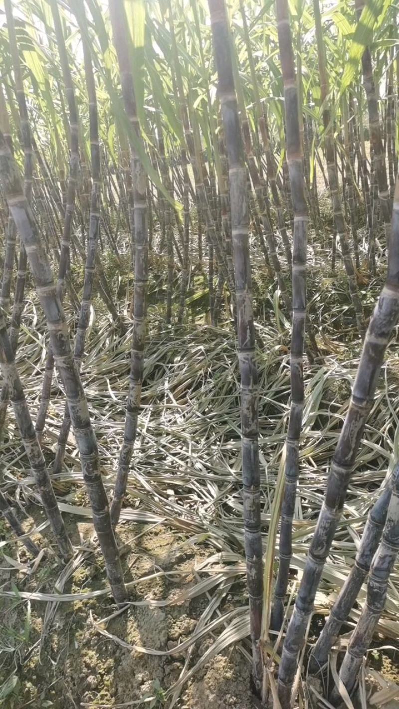 河南省商丘市黑皮甘蔗大量供货中，有需要的请老板提前