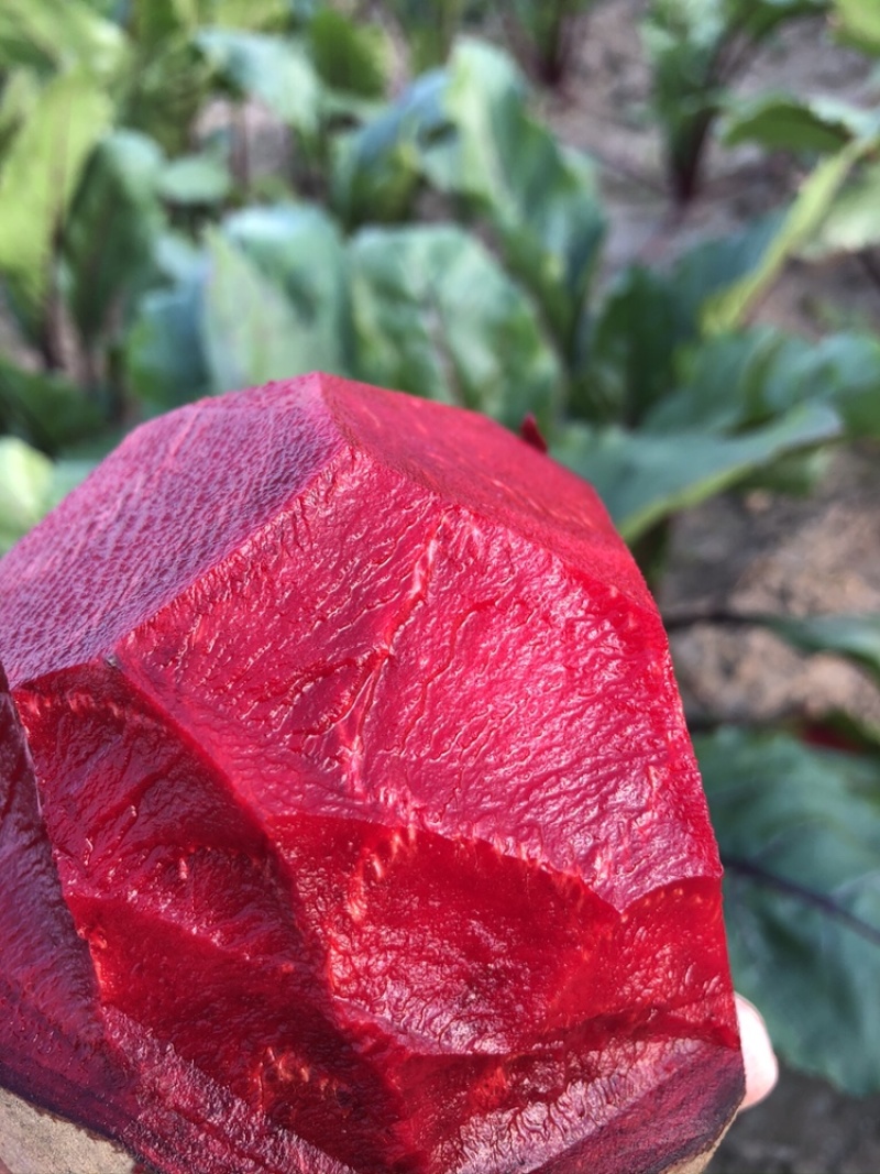 甜菜根红菜头火焰菜红菜头电商团购加工厂都有