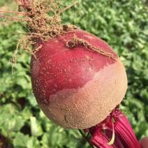 甜菜根红菜头火焰菜红菜头电商团购加工厂都有