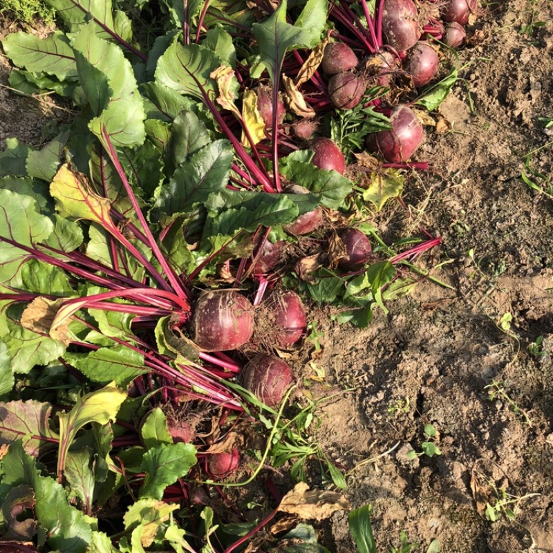 甜菜根红菜头火焰菜红菜头电商团购加工厂都有