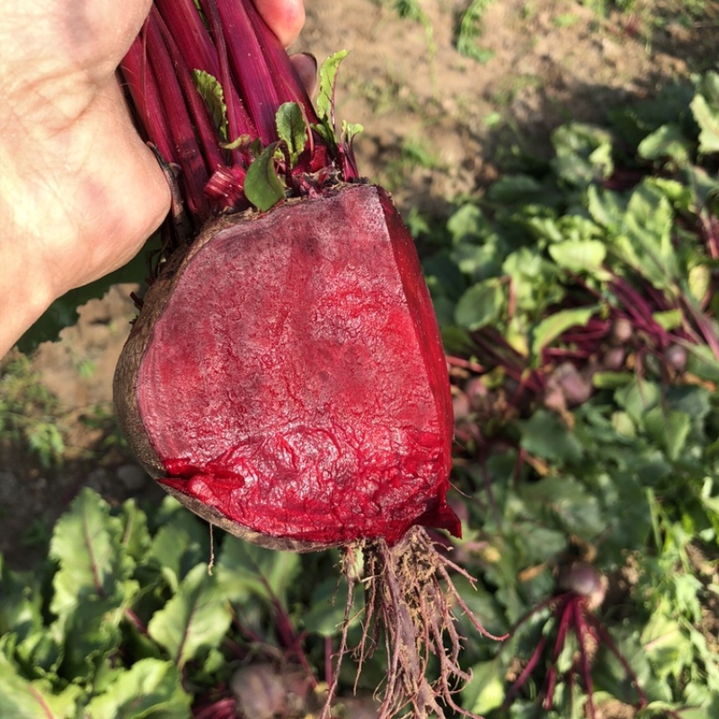甜菜根红菜头火焰菜红菜头电商团购加工厂都有