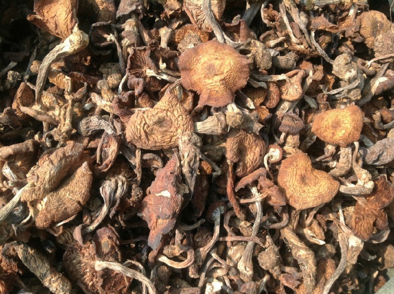 新野生榛蘑量大可谈