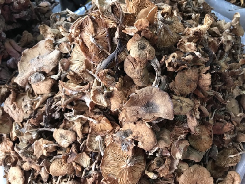 新野生榛蘑量大可谈