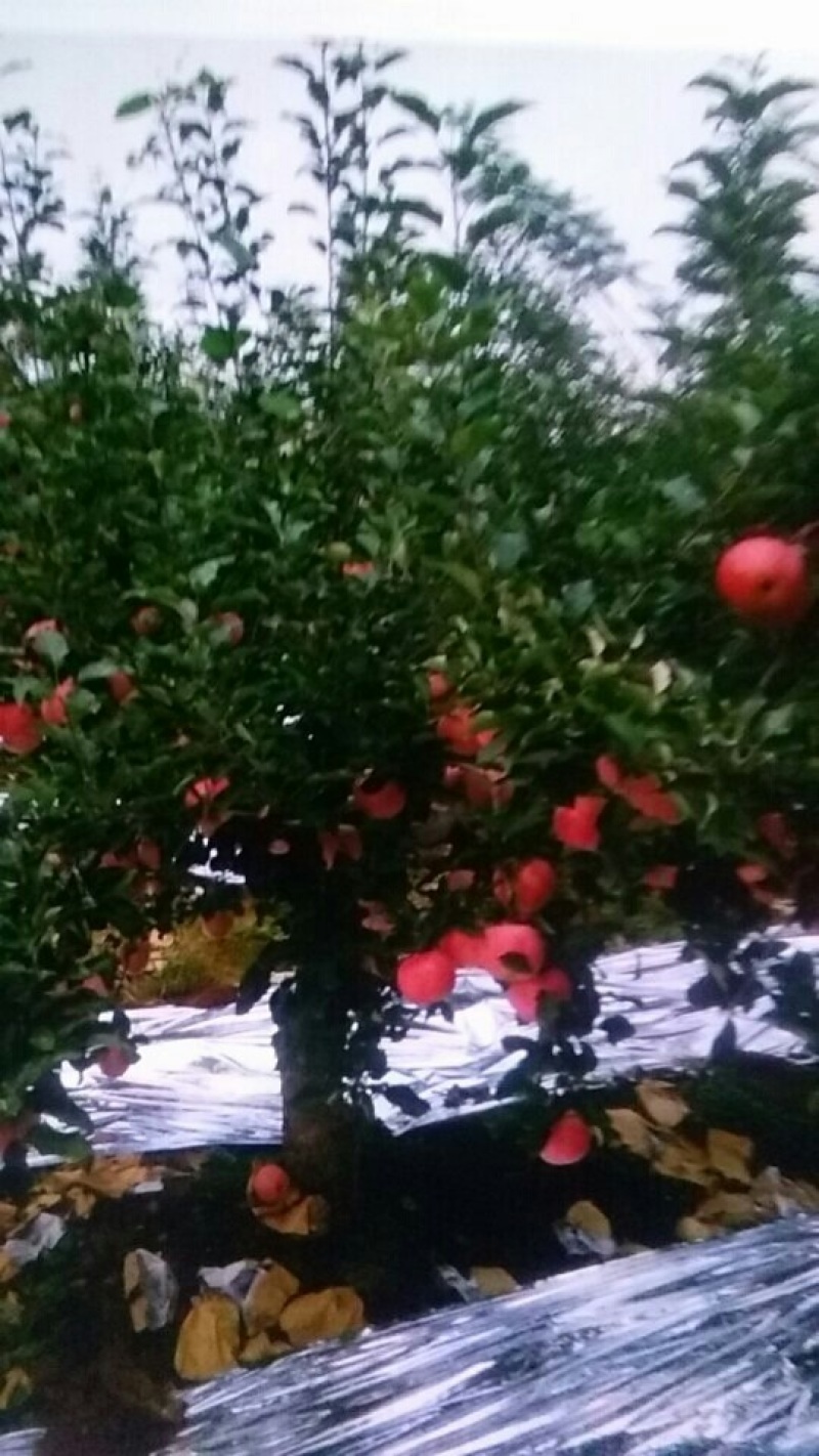 山坡的红富士苹果色好脆甜就是好吃，邀请各位前来品尝购买