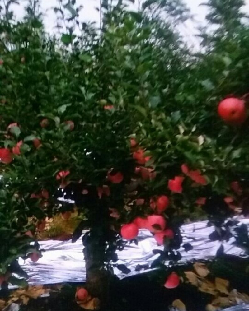山坡的红富士苹果色好脆甜就是好吃，邀请各位前来品尝购买