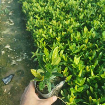 龙船花龙船花价格龙船花基地龙船花批发