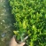 龙船花龙船花价格龙船花基地龙船花批发