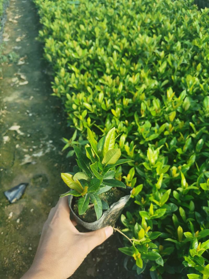 龙船花龙船花价格龙船花基地龙船花批发