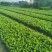 龙船花龙船花价格龙船花基地龙船花批发