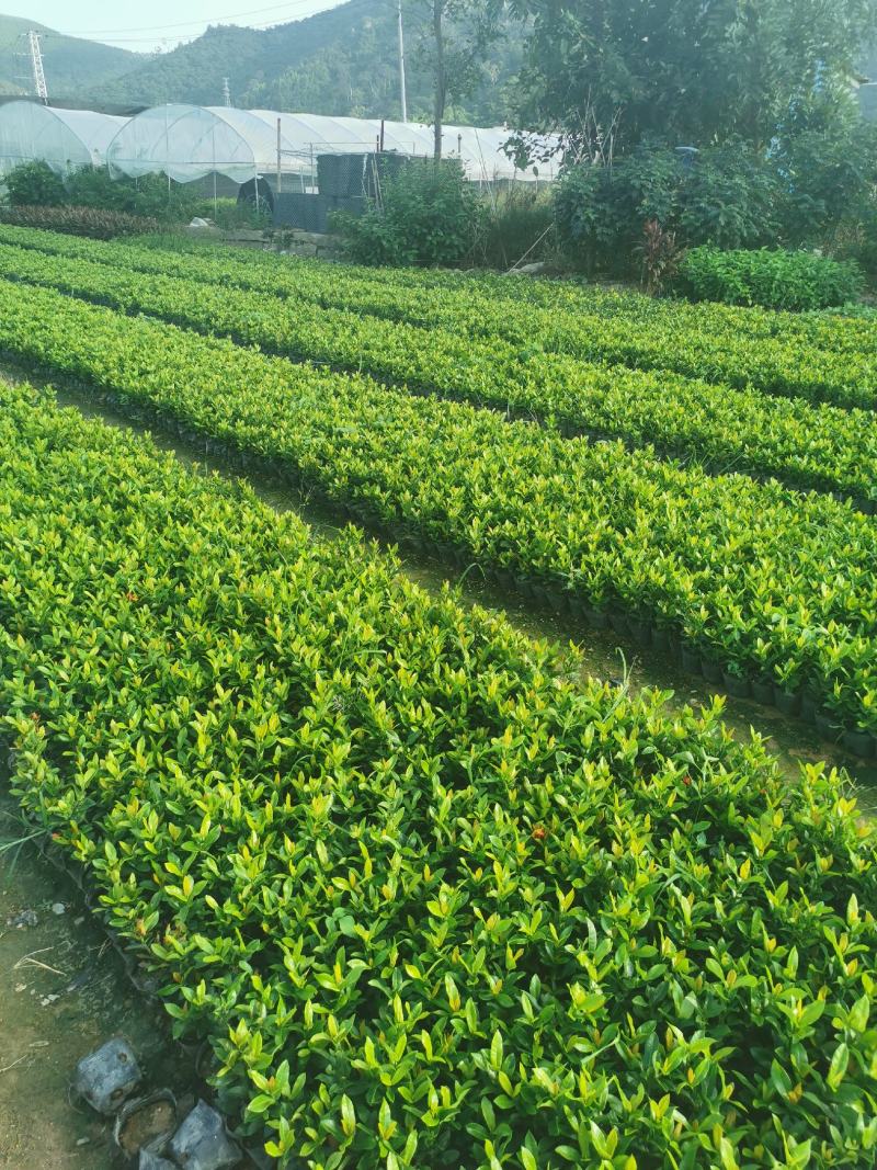 龙船花龙船花价格龙船花基地龙船花批发