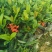 龙船花龙船花价格龙船花基地龙船花批发