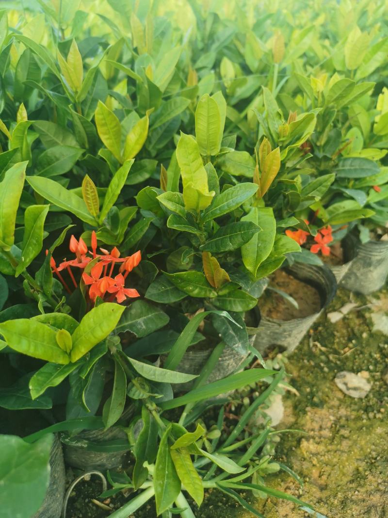 龙船花龙船花价格龙船花基地龙船花批发