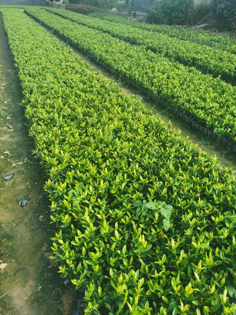 龙船花龙船花价格龙船花基地龙船花批发