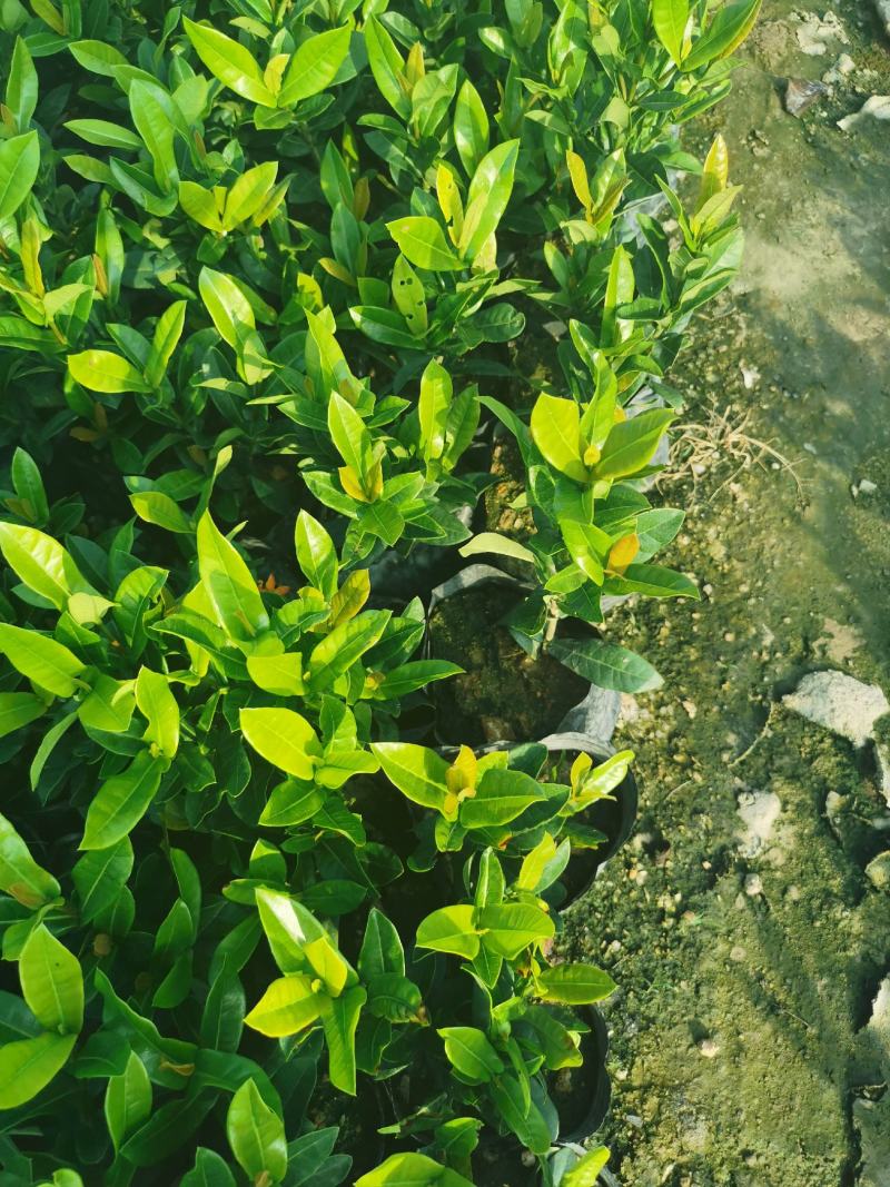龙船花龙船花价格龙船花基地龙船花批发