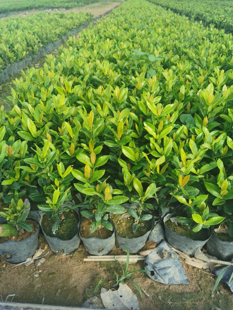 龙船花龙船花价格龙船花基地龙船花批发