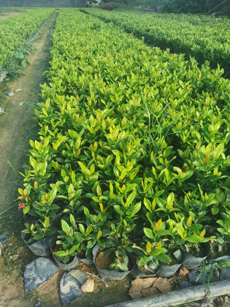 龙船花龙船花价格龙船花基地龙船花批发
