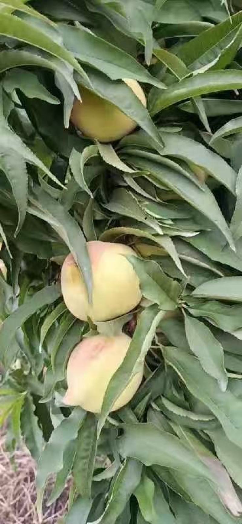 鹰嘴桃苗蜜桃包正宗假一赔十免费提供种植技术